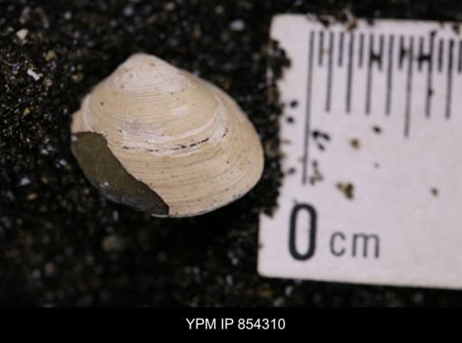 Limopsis striatopunctatus