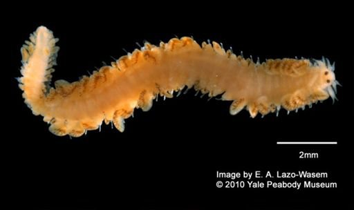 Phyllodocidae