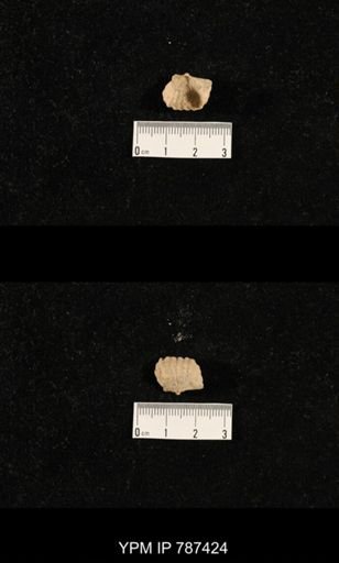 undet. Brachiopoda
