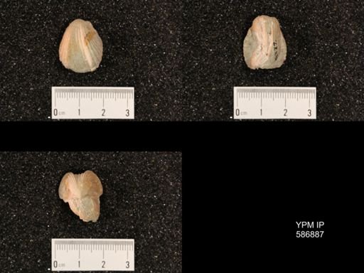 Rhynchotrema capax