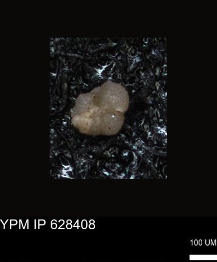 undet. Foraminiferida