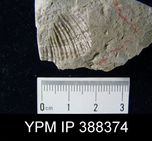 Spirifer cameratus?