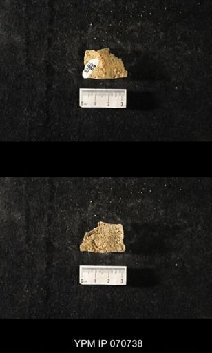 Favosites sp.