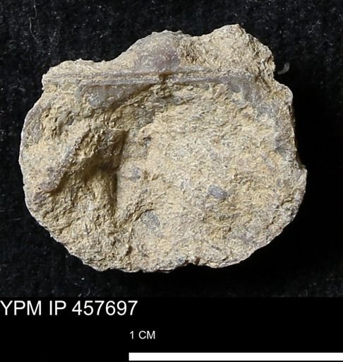 Helaspis sp.