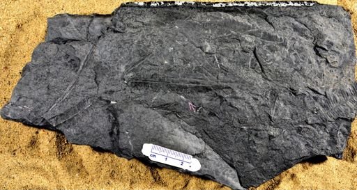 Pecopteris
