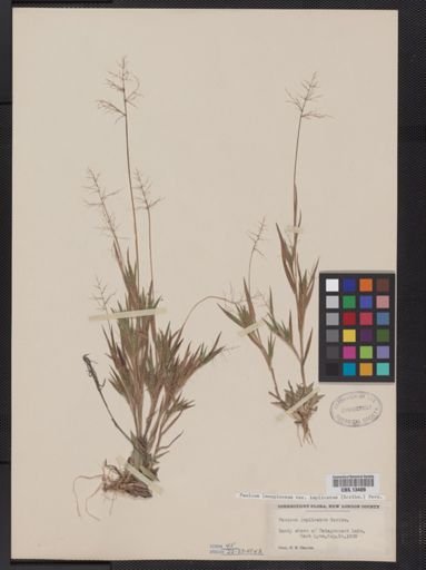 Panicum lanuginosum
