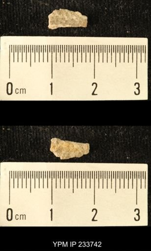 Archaeocidaris sp.