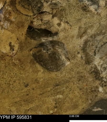 Protocardia sp.
