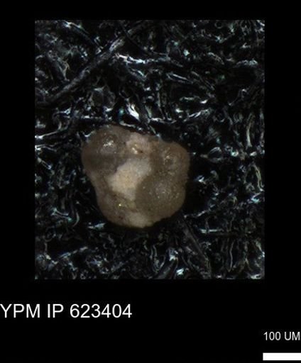 undet. Foraminiferida