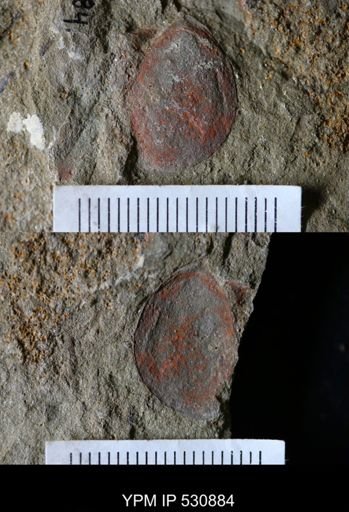 undet. Arthropoda