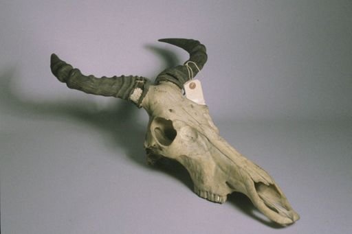 Alcelaphus buselaphus