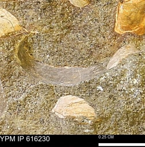 Protocardia subquadrata