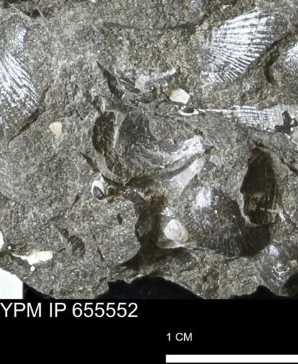 Oxytoma (Hypoxytoma) nebrascana