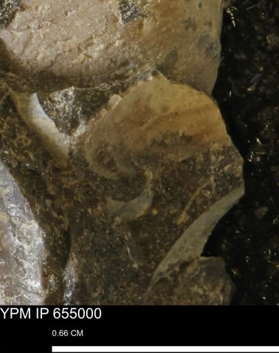 Protocardia