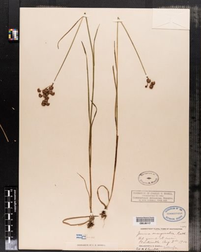 Juncus marginatus