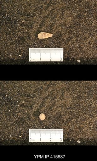 Meekospira choctawensis