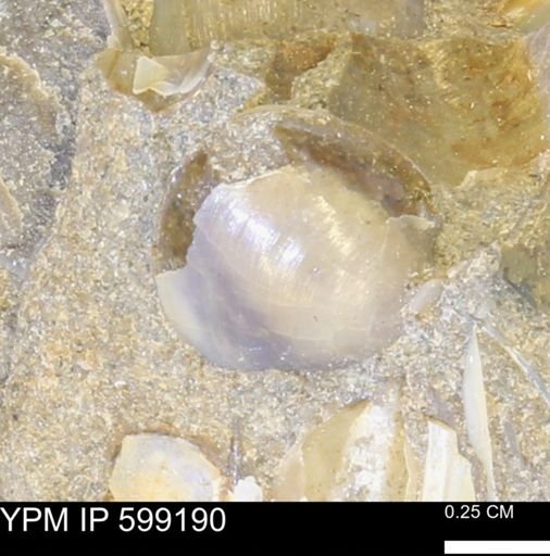 Strophomena sp.
