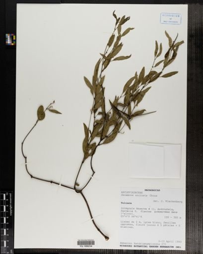 Plantae