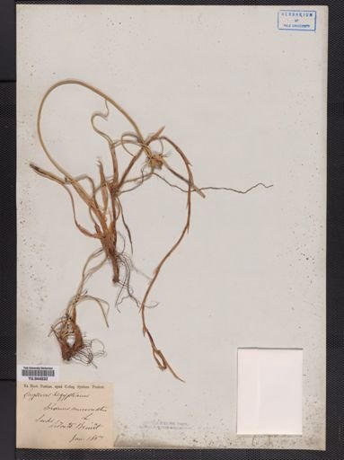 Cyperus