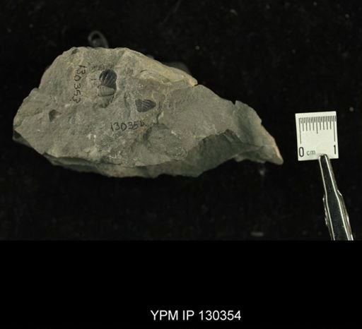 Phacops rana