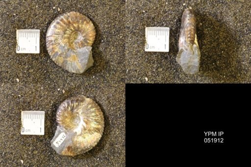 Hoploscaphites comprimus