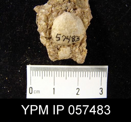 Rhipidomella emarginata