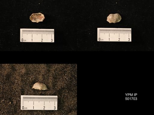 Marginifera splendens