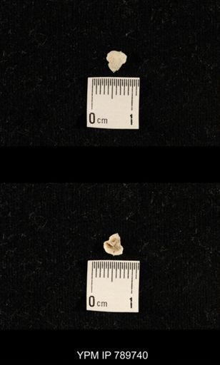 undet. Brachiopoda