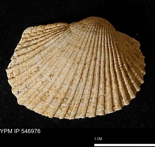 Scapharca transversa
