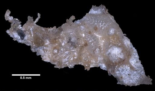 Cribrilina annulata