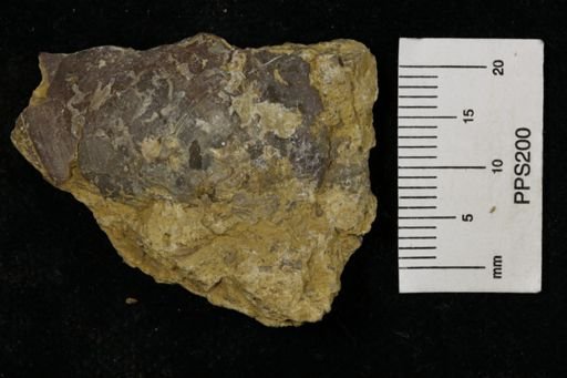 Poikilosakos petaloides