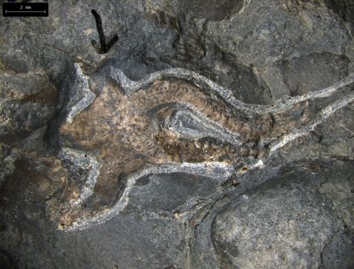Aplocoma damesii