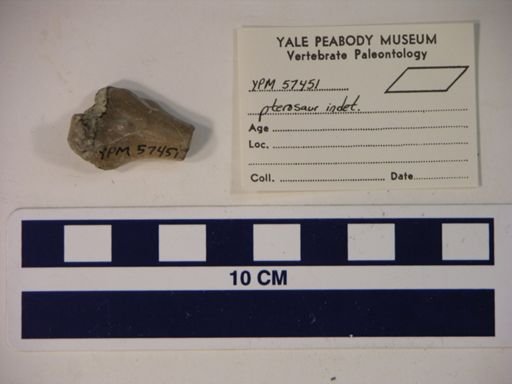 Pterodactylidae