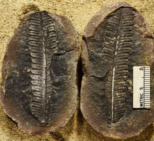 Pecopteris sp.