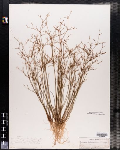 Juncus pelocarpus