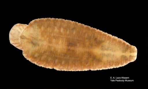 Placobdella parasitica