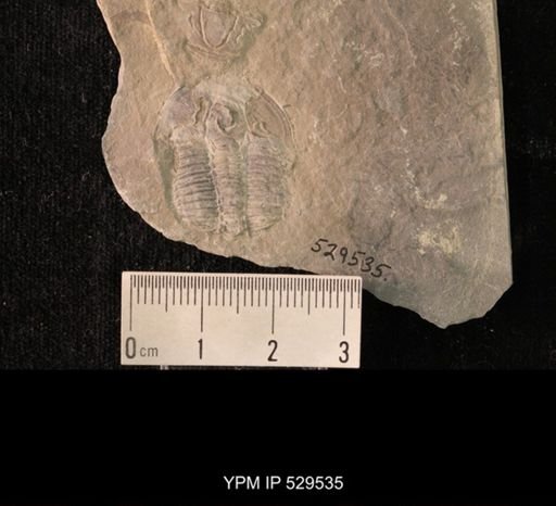 Modocia laevinucha