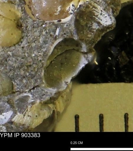 undet. Bivalvia