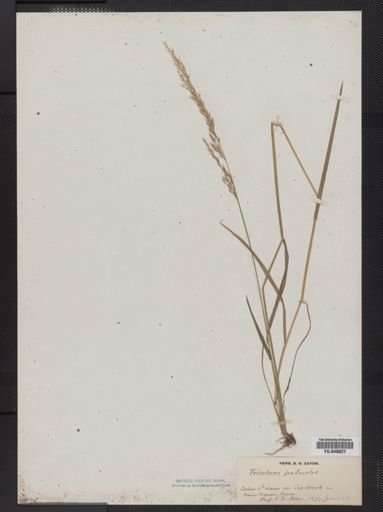 Trisetum pensylvanicum