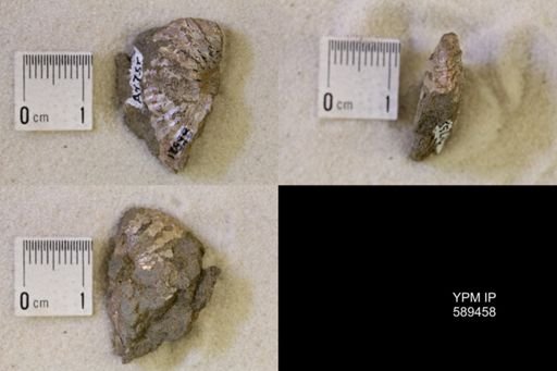 undet. Scaphitidae