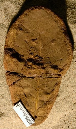 Angiospermopsida