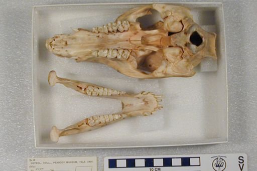 Dicotyles tajacu