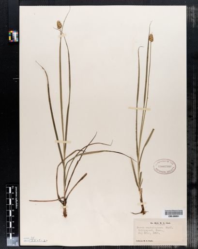 Carex cephalophora