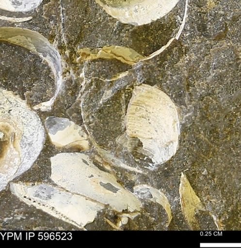 undet. Bivalvia