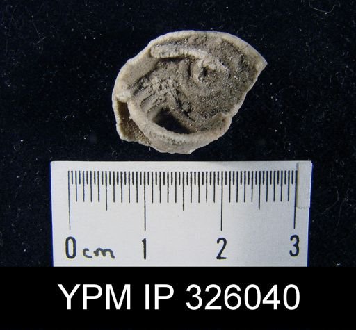 Martinia sp.