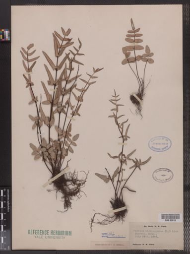 Pellaea atropurpurea
