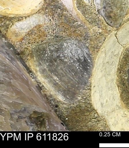 Protocardia sp.