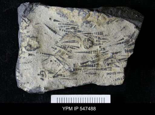 Tentaculites gyracanthus