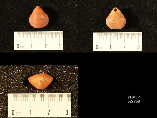 Terebratella inconspicua