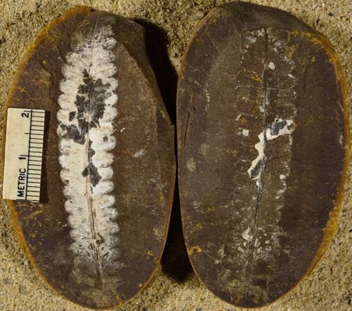 Pecopteris sp.